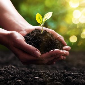 ecologie-environnement-planter-arbre-sauver-planete-immobilier-desormiere-vanhalst L'agence immobilière Désormière et Vanhalst s'engage pour l'environnement