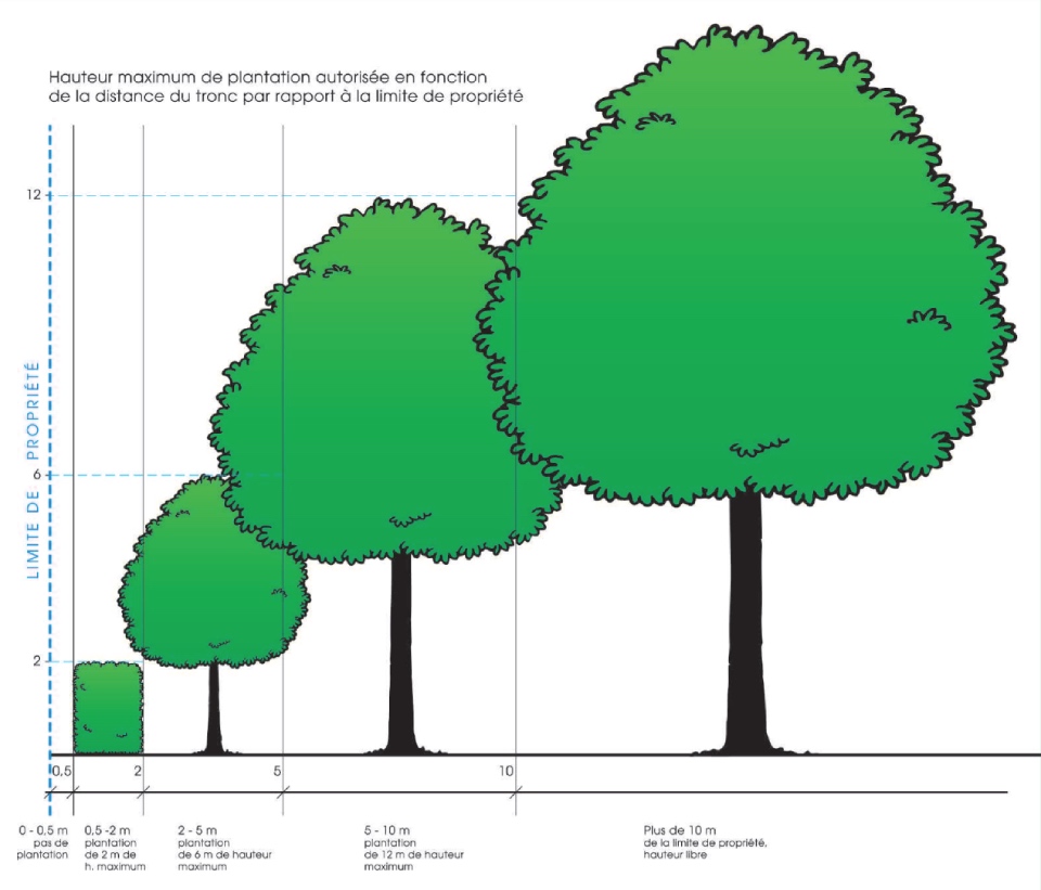 illustration-hauteur-arbres-geneve-dgnp Illustration de la hauteur maximum de plantation autorisée en fonction de la distance à la limite de propriété