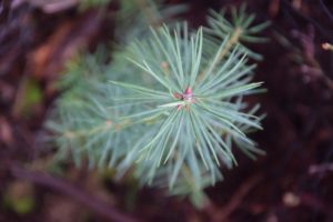 environnement-desormiere-vanhalst-action-planter-arbre-almighty-tree_douglas L'agence immobilière Désormière & Vanhalst replante des arbres avec Almighty Tree, ici un pin Douglas