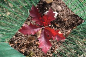 environnement-desormiere-vanhalst-action-planter-arbre-almighty-tree_red-oak L'agence immobilière Désormière & Vanhalst replante des arbres avec Almighty Tree, ici un chêne rouge
