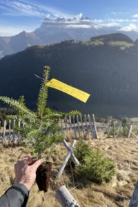 environnement-desormiere-vanhalst-action-planter-arbre-almighty-tree_silver-fir L'agence immobilière Désormière & Vanhalst replante des arbres avec Almighty Tree, ici un Sapin Blanc