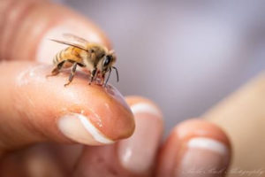 pour la sauvegarde des abeilles_desormiere-vanhalst_fondation des abeilles_pots des miels de stephanie_image01 Pour la sauvegarde des abeilles: l'agence immobilière Désormière et Vanhalst parraine la Fondation l'Arche des Abeilles et les Miels de Stéphanie