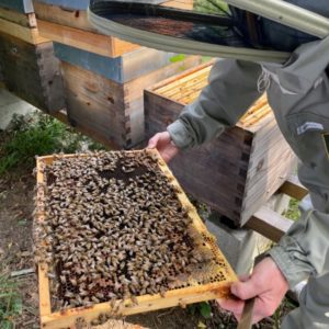 ruche_desormiere-vanhalst_fondation des abeilles_miels de stephanie_02-2 Pour la sauvegarde des abeilles: l'agence immobilière Désormière et Vanhalst parraine la Fondation l'Arche des Abeilles et les Miels de Stéphanie